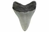 Fossil Megalodon Tooth - North Carolina #379161-1
